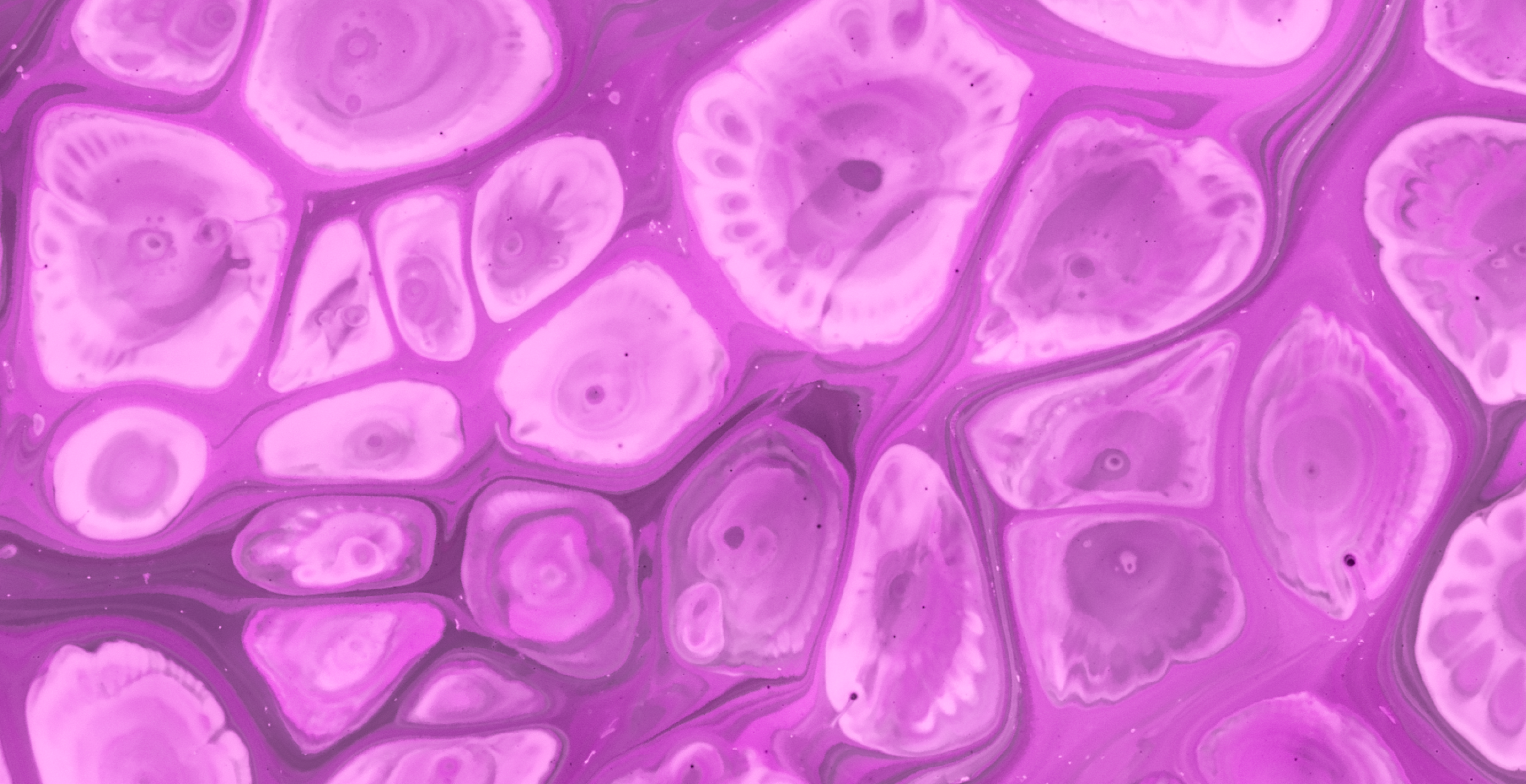 #06: 🧬 Por Que o Corpo Não Se Destrói? | O Segredo Celular que Rendeu o Nobel de Medicina 2025