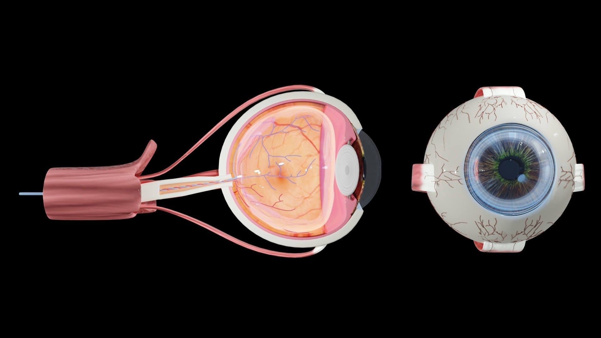 CID-10 • Capítulo VII: Doenças do olho e anexos (H00–H59)