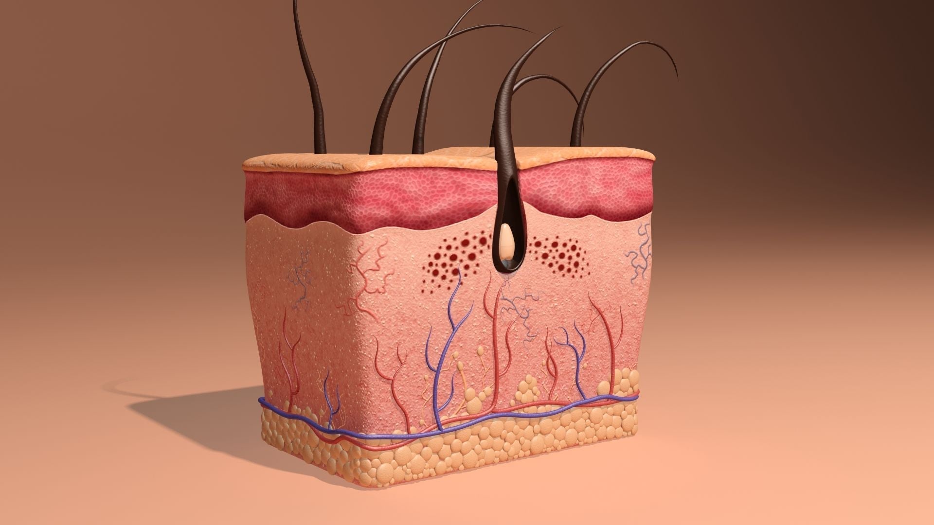 CID-10 • Capítulo XII: Doenças da pele e do tecido subcutâneo (L00–L99)