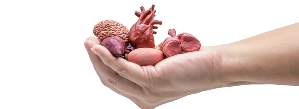 #04:💚 Dia Nacional da Doação de Órgãos | Um “sim” que renova vidas